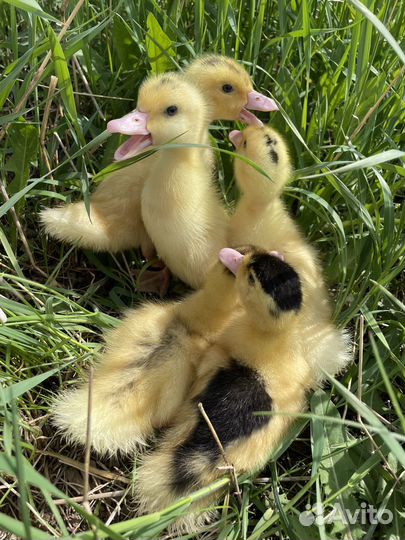 Утки муларды