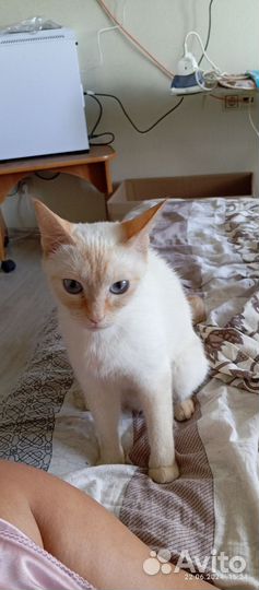 Кошка
