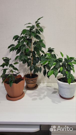 Фикус Бенжамина