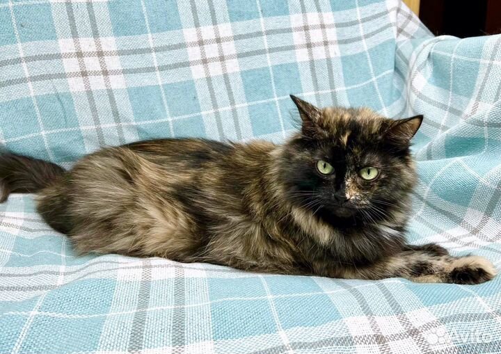 Кошка Маняша - желтые глазки в добрые руки