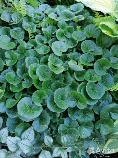 Многолетки для сада