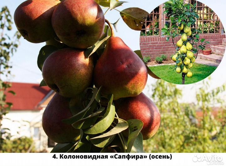 Саженцы груши. Груша