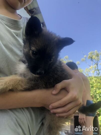 Щенята, очень нужен дом малышам