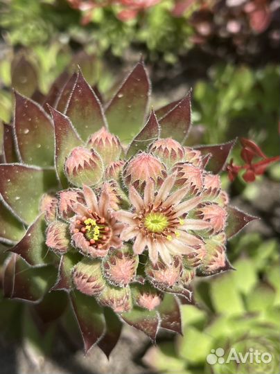 Молодило, каменная роза