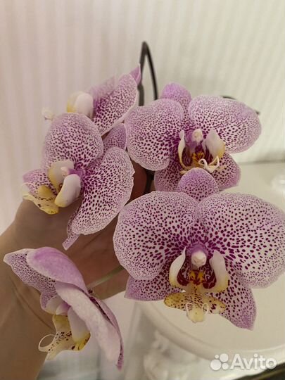 Орхидея Фаленопсис Бабочка пелор трилипс мутант