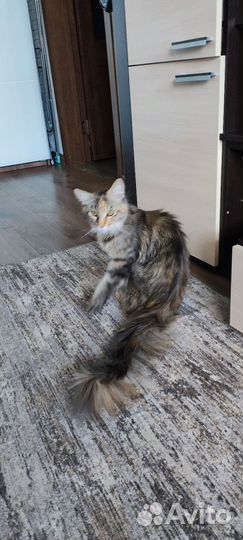 Мейн-кун девочка