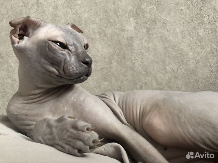 Украинский левкой вязка сфинкс