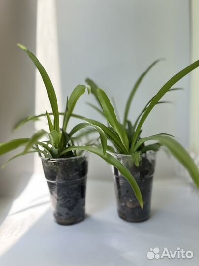 Хлорофитум