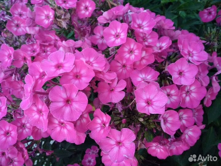 Флоксы метельчатые