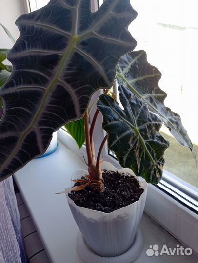 Комнатные цветы