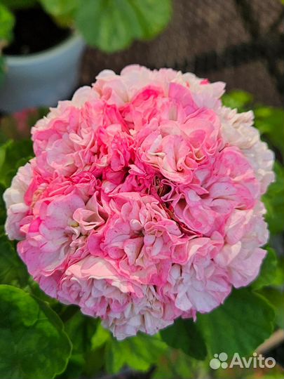 Пеларгония герань Asarnas Asgard