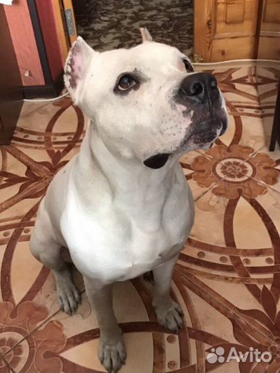 Питбуль вязка