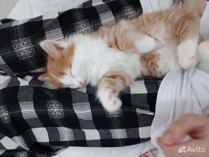 Котята отдам в добрые руки бесплатно