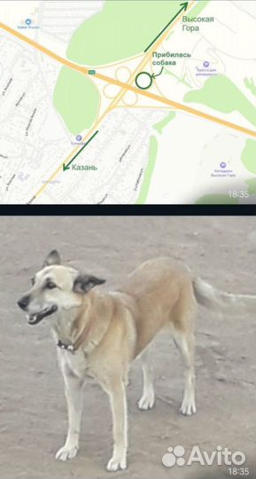 Собака
