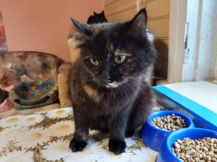 Малышка, стерилизована