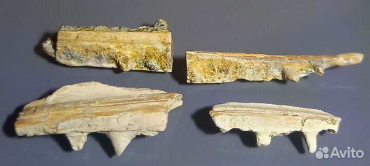 Челюсти рыбы Enchodus