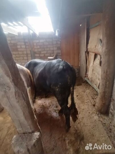 Быки на племя