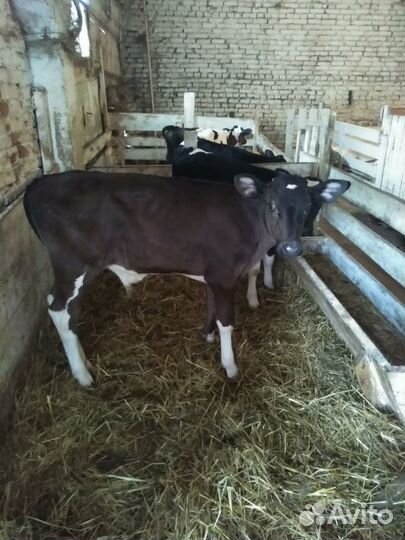 Быки мясной породы