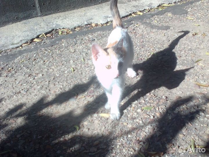 Кошка без породистая, ласковая, любит детей