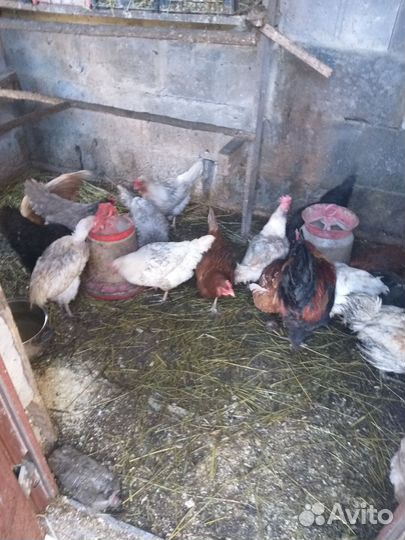 Кур несушек и петуха