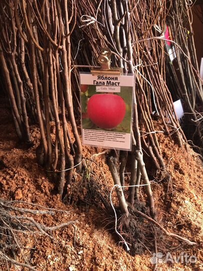 Саженцы плодовых деревьев