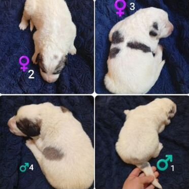 Пиренейская горная собака, щенок