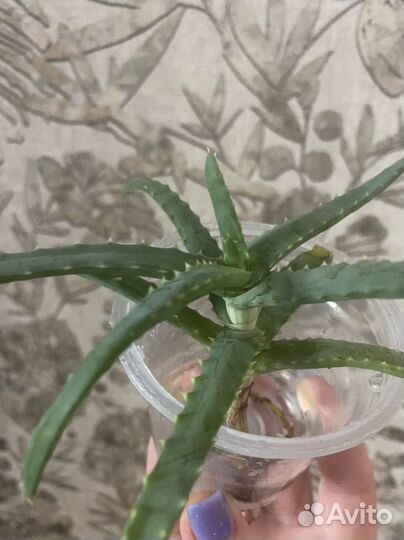 Алоэ лечебный