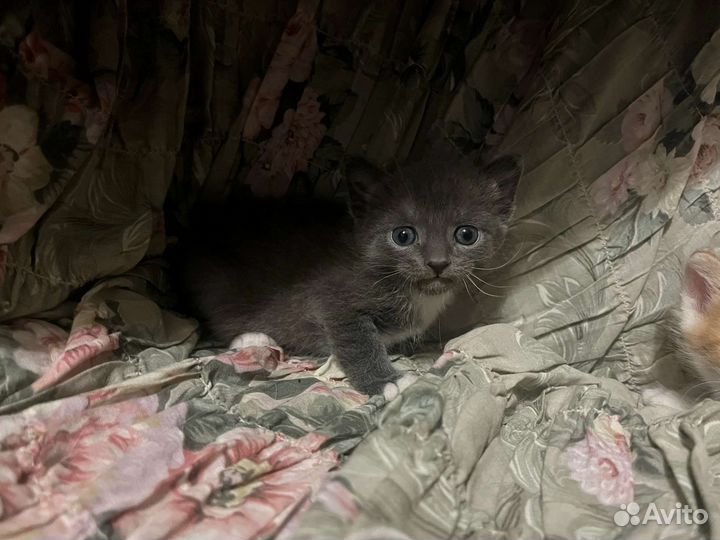 Котята ищут дом