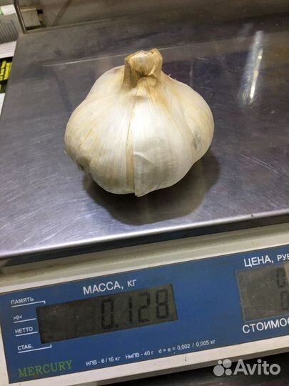 Рокамболь. Слоновий чеснок