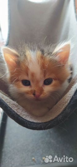 Кошка в дар