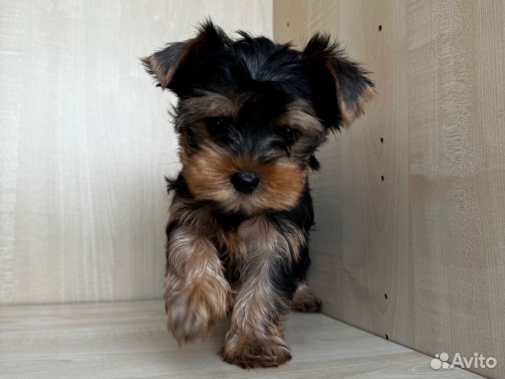 Йоркширский терьер