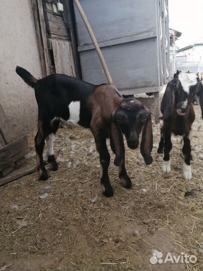 Англо нубийские козы