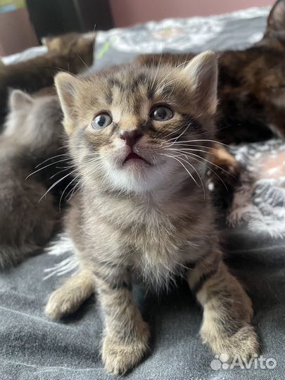 Кошки бесплатно