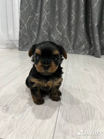 Йоркширский терьер