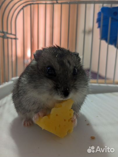 Джунгарские хомяки