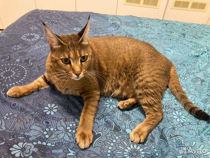 Кошка Каракет Ф1