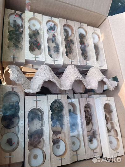 Матки плодные в продаже