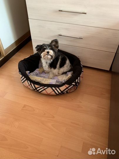 Гостевая передержка животных