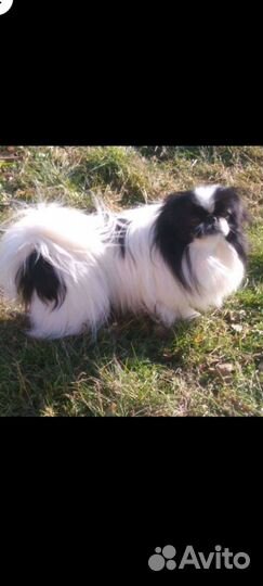 Щенки пекинеса