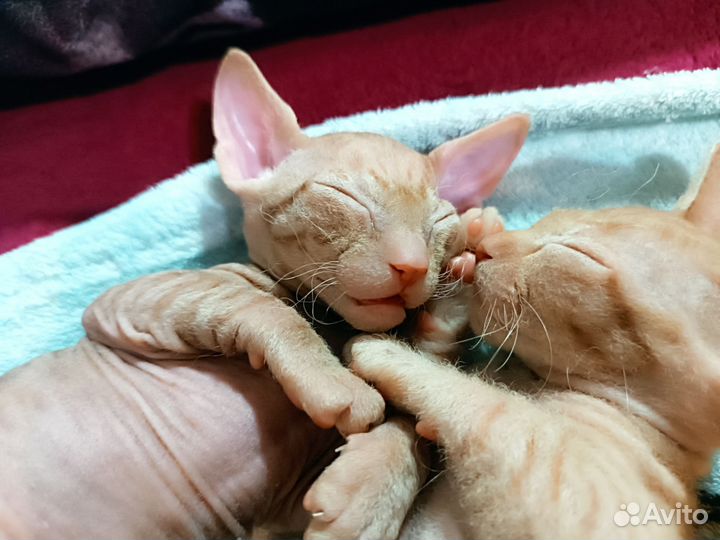Донской сфинкс браш котята