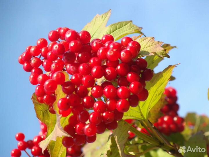 Калина саженцы