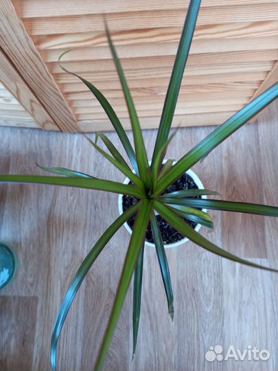 Драцена Маргината