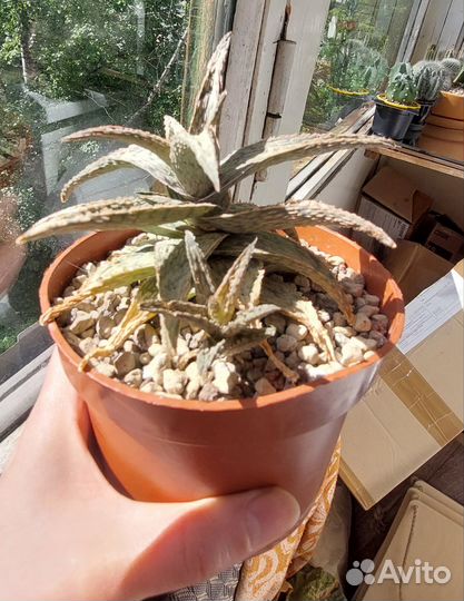 Алоэ сортовые