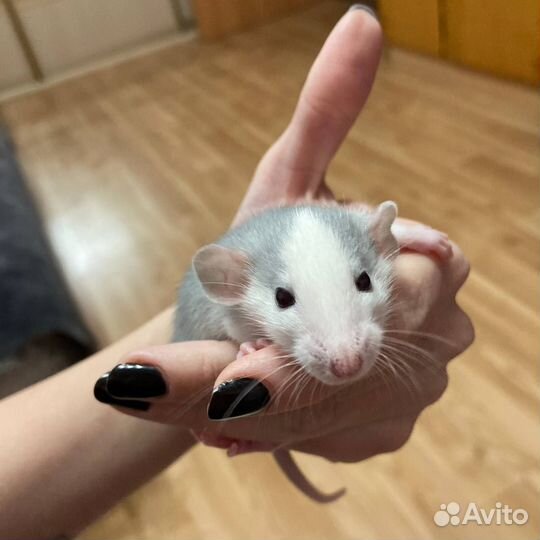 Крыса дамбо