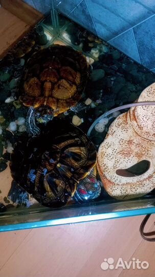 Красноухие черепахи. Девочка и мальчик