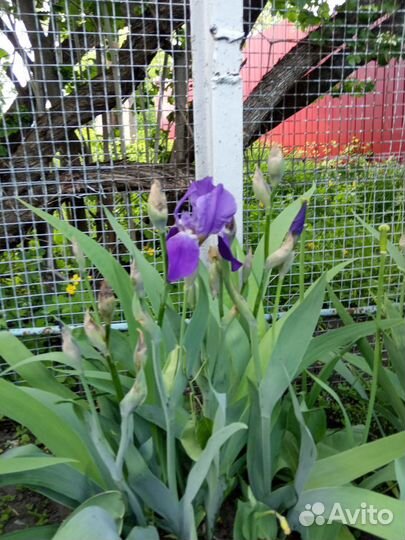 Цветы малоуходные