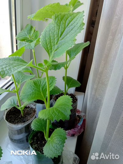 Плектрантус(комнатная мята)