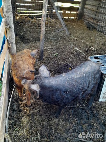 Свиноматка венгерская мангалица