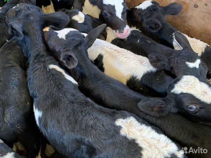 Бычки телята
