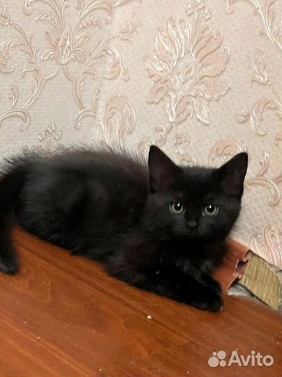 Прекрасные котята в дар
